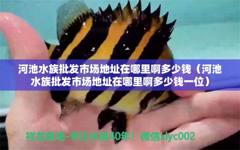 河池水族批发市场地址在哪里啊多少钱（河池水族批发市场地址在哪里啊多少钱一位）