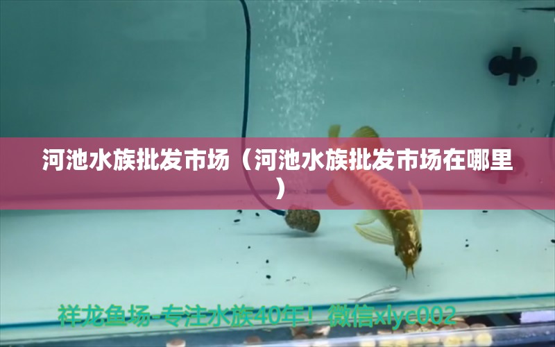 河池水族批发市场（河池水族批发市场在哪里）