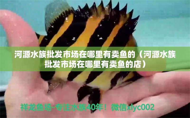 河源水族批发市场在哪里有卖鱼的（河源水族批发市场在哪里有卖鱼的店） 龙鱼批发