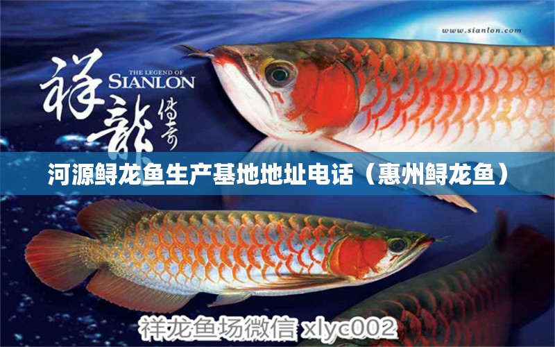 河源鲟龙鱼生产基地地址电话（惠州鲟龙鱼） 观赏鱼批发