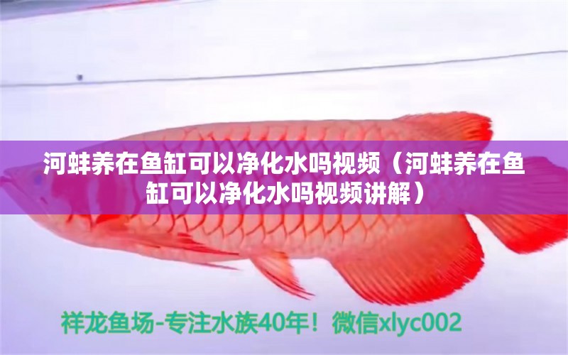 河蚌养在鱼缸可以净化水吗视频（河蚌养在鱼缸可以净化水吗视频讲解）