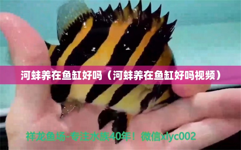 河蚌养在鱼缸好吗（河蚌养在鱼缸好吗视频） 祥龙水族医院