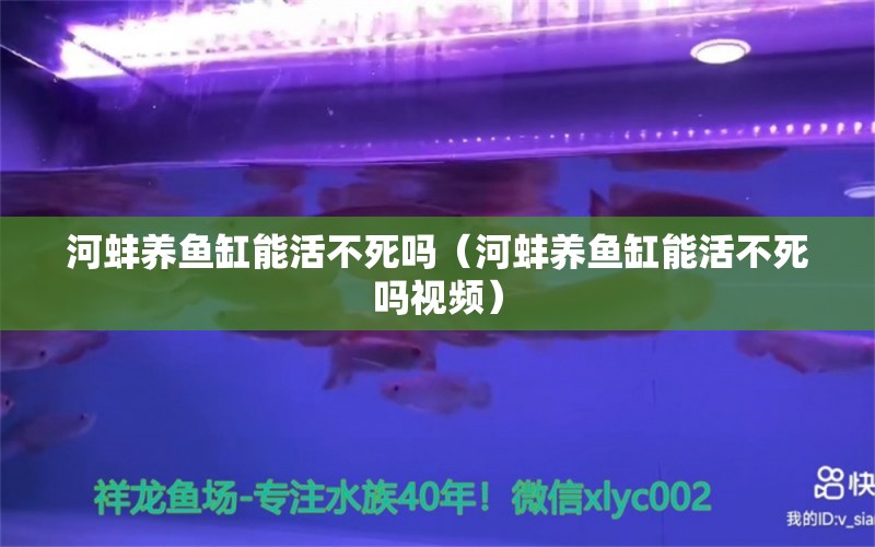 河蚌养鱼缸能活不死吗（河蚌养鱼缸能活不死吗视频）