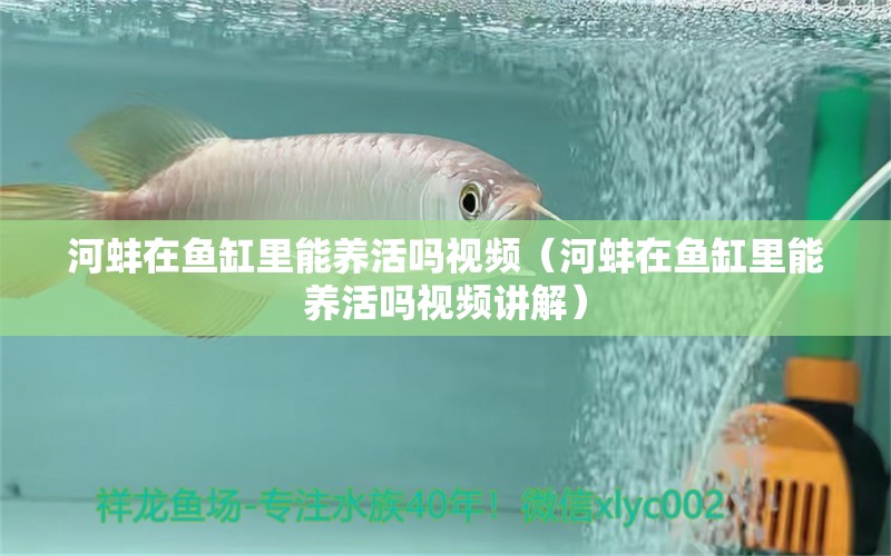河蚌在鱼缸里能养活吗视频（河蚌在鱼缸里能养活吗视频讲解）