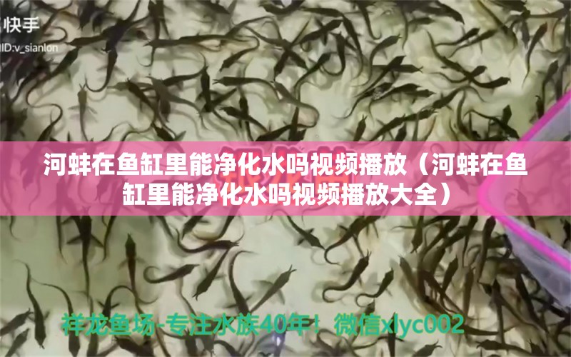 河蚌在鱼缸里能净化水吗视频播放（河蚌在鱼缸里能净化水吗视频播放大全）