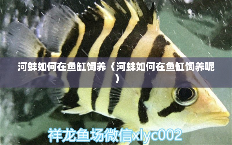 河蚌如何在鱼缸饲养（河蚌如何在鱼缸饲养呢） 祥龙水族医院