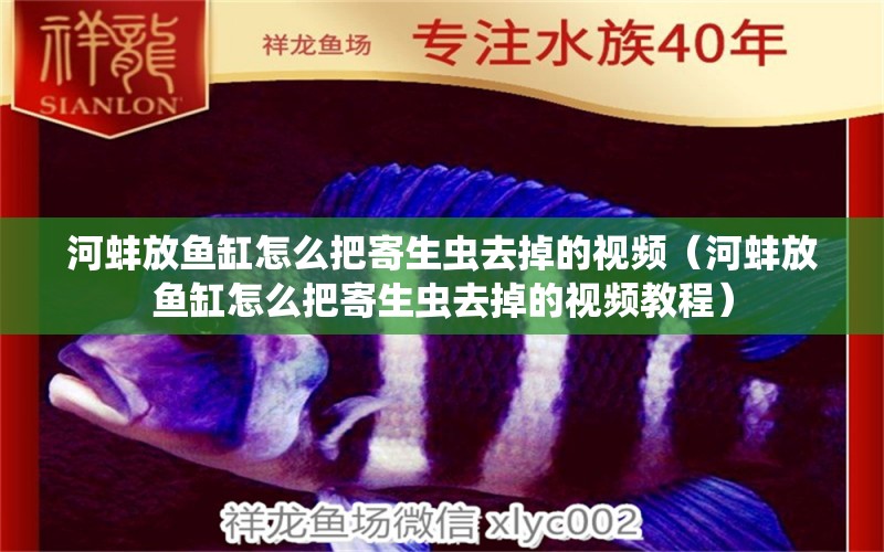 河蚌放鱼缸怎么把寄生虫去掉的视频（河蚌放鱼缸怎么把寄生虫去掉的视频教程）