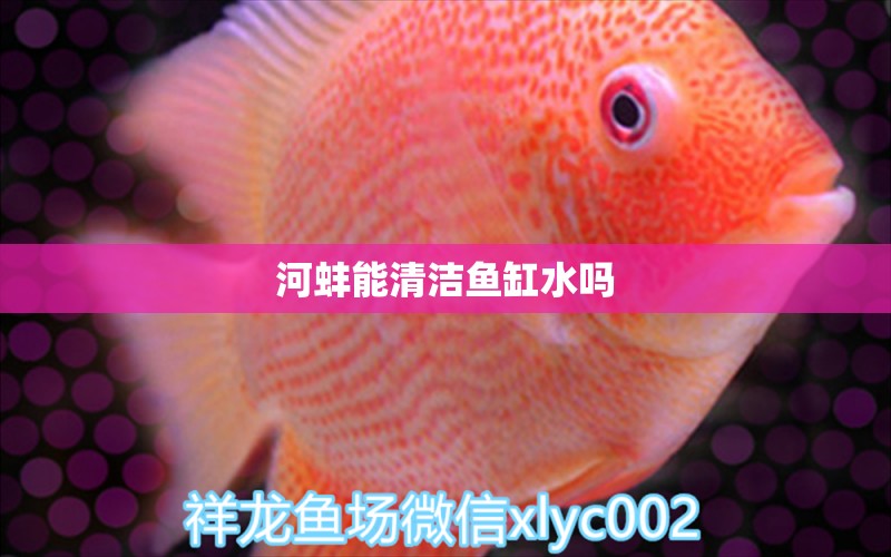 河蚌能清洁鱼缸水吗