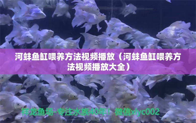 河蚌鱼缸喂养方法视频播放（河蚌鱼缸喂养方法视频播放大全） 战车红龙鱼