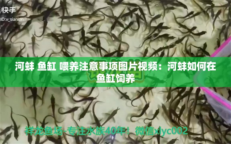 河蚌 鱼缸 喂养注意事项图片视频：河蚌如何在鱼缸饲养