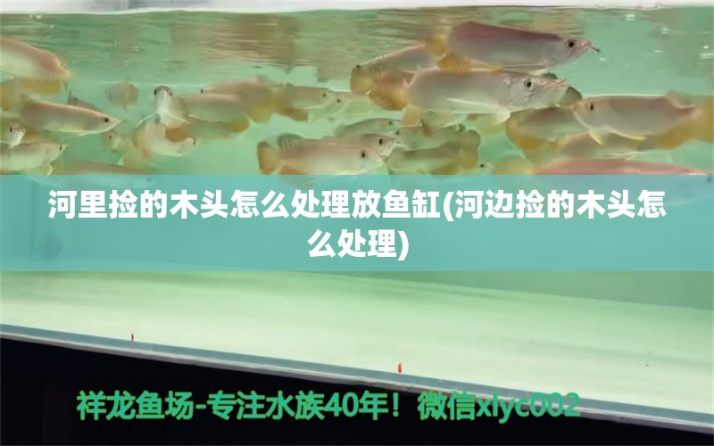 河里捡的木头怎么处理放鱼缸(河边捡的木头怎么处理) 斑马鸭嘴鱼