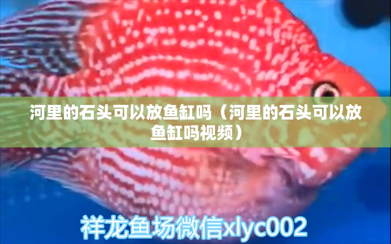 河里的石头可以放鱼缸吗（河里的石头可以放鱼缸吗视频）