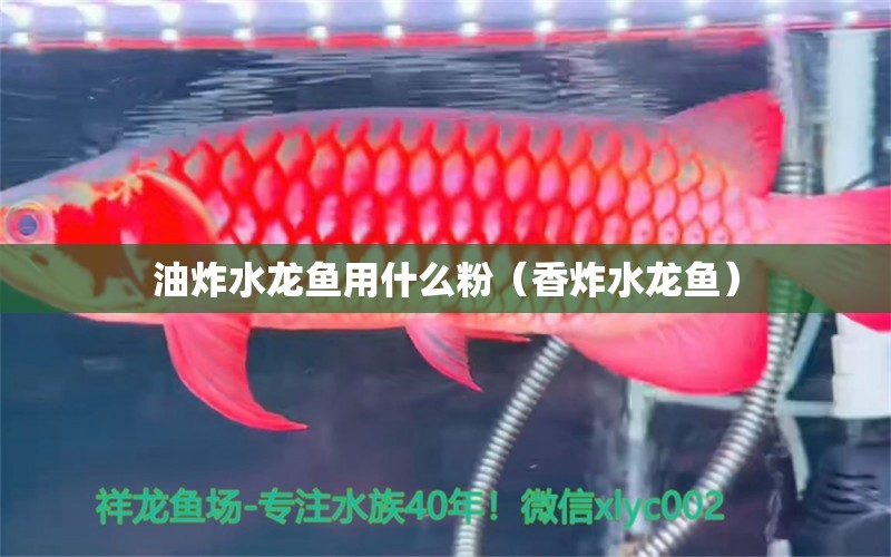 油炸水龙鱼用什么粉（香炸水龙鱼） 广州观赏鱼批发市场