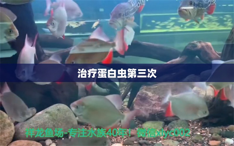 治疗蛋白虫第三次 观赏鱼论坛 第4张