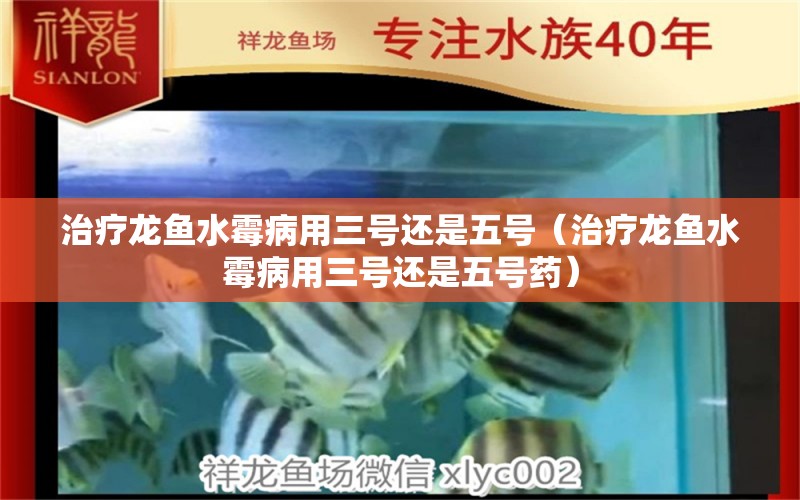 治疗龙鱼水霉病用三号还是五号（治疗龙鱼水霉病用三号还是五号药）