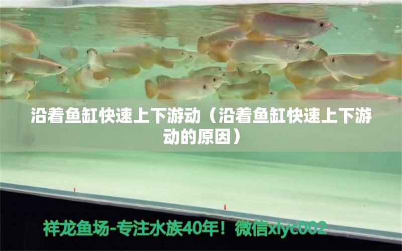 沿着鱼缸快速上下游动（沿着鱼缸快速上下游动的原因）