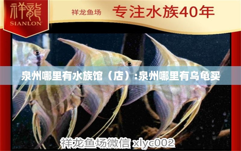 泉州哪里有水族馆（店）:泉州哪里有乌龟买