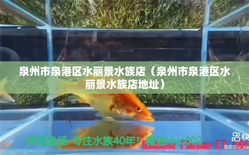 泉州市泉港区水丽景水族店（泉州市泉港区水丽景水族店地址）