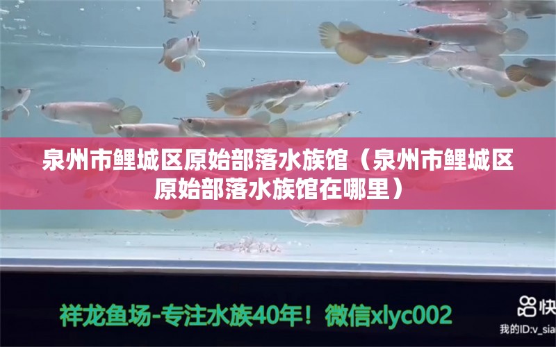 泉州市鲤城区原始部落水族馆（泉州市鲤城区原始部落水族馆在哪里）