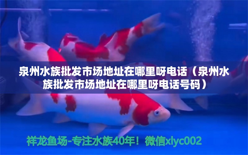 泉州水族批发市场地址在哪里呀电话（泉州水族批发市场地址在哪里呀电话号码） 观赏鱼水族批发市场