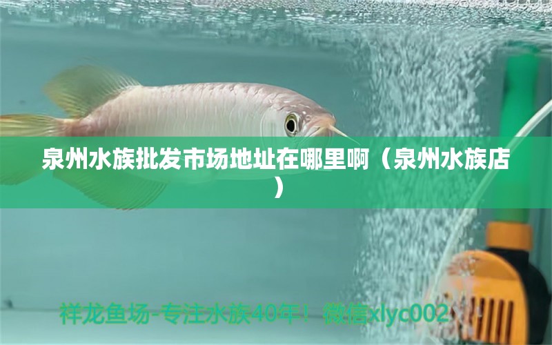 泉州水族批发市场地址在哪里啊（泉州水族店）