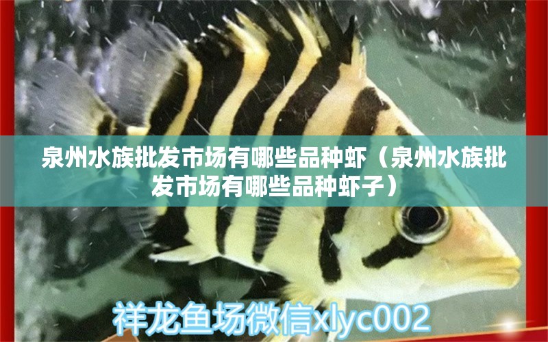 泉州水族批发市场有哪些品种虾（泉州水族批发市场有哪些品种虾子） 金老虎鱼