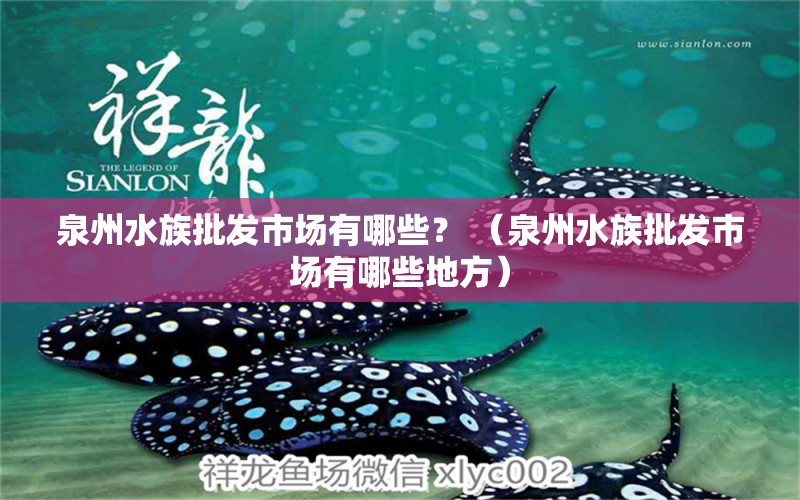 泉州水族批发市场有哪些？ （泉州水族批发市场有哪些地方） 观赏鱼水族批发市场 第1张