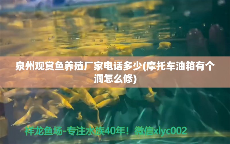 泉州观赏鱼养殖厂家电话多少(摩托车油箱有个洞怎么修)