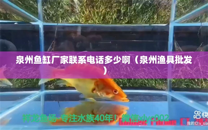 泉州鱼缸厂家联系电话多少啊（泉州渔具批发） 祥龙水族医院