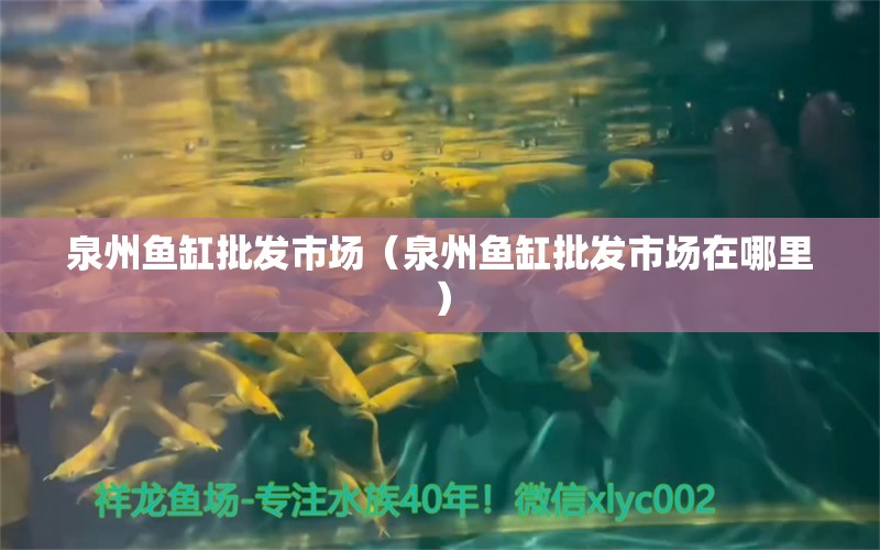 泉州鱼缸批发市场（泉州鱼缸批发市场在哪里） 观赏鱼水族批发市场