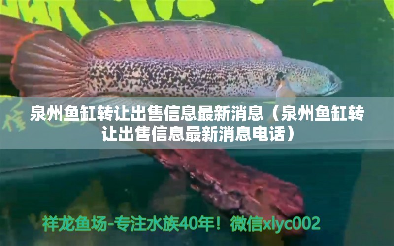 泉州鱼缸转让出售信息最新消息（泉州鱼缸转让出售信息最新消息电话）