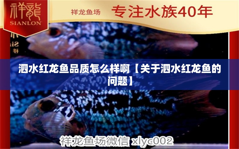 泗水红龙鱼品质怎么样啊【关于泗水红龙鱼的问题】 水族问答 第2张