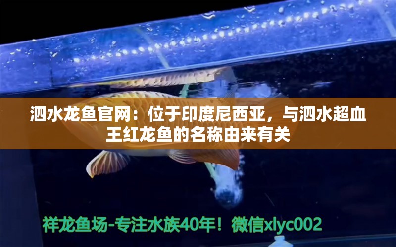 泗水龙鱼官网：位于印度尼西亚，与泗水超血王红龙鱼的名称由来有关