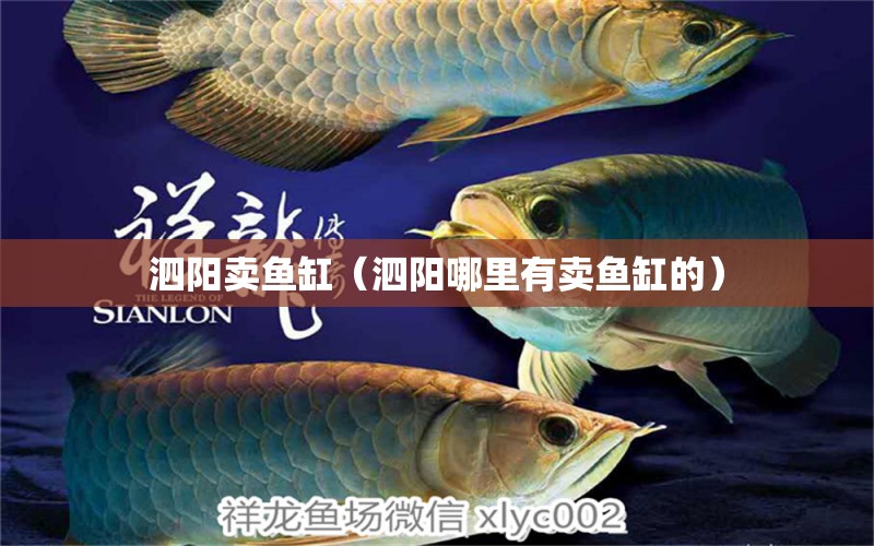 泗阳卖鱼缸（泗阳哪里有卖鱼缸的）