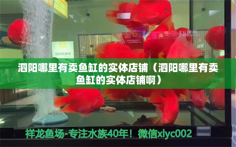 泗阳哪里有卖鱼缸的实体店铺（泗阳哪里有卖鱼缸的实体店铺啊） 白子银版鱼