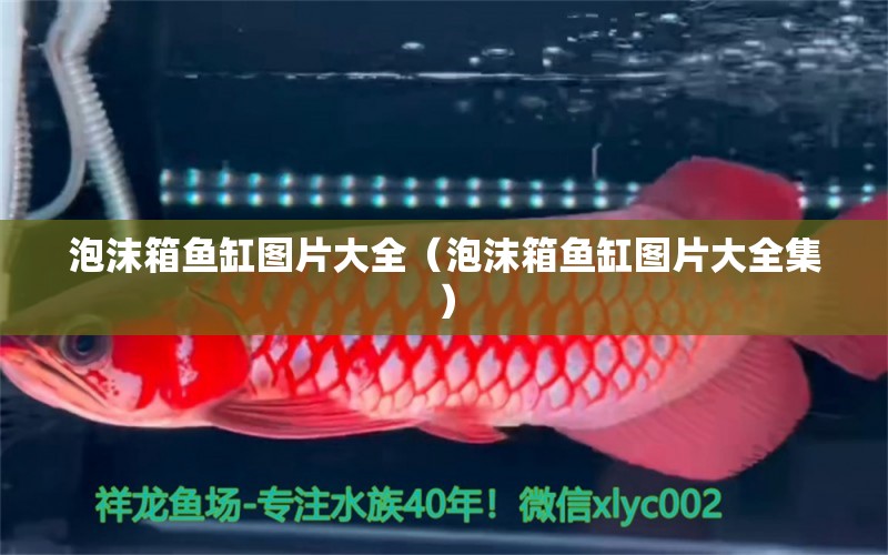 泡沫箱鱼缸图片大全（泡沫箱鱼缸图片大全集） 祥龙水族医院