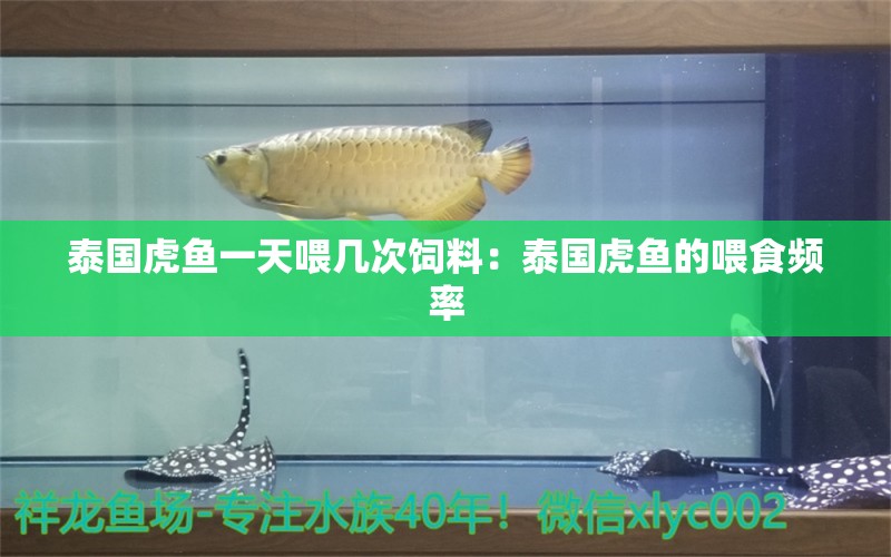 泰国虎鱼一天喂几次饲料：泰国虎鱼的喂食频率