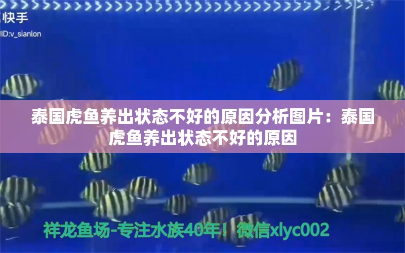 泰国虎鱼养出状态不好的原因分析图片：泰国虎鱼养出状态不好的原因