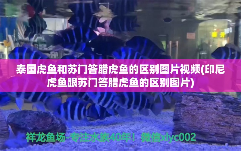 泰国虎鱼和苏门答腊虎鱼的区别图片视频(印尼虎鱼跟苏门答腊虎鱼的区别图片) 虎鱼百科