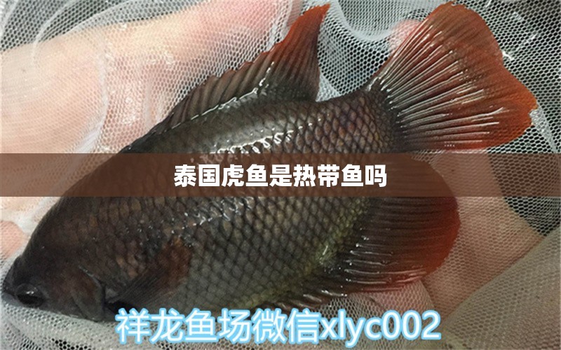 泰国虎鱼是热带鱼吗 虎鱼百科