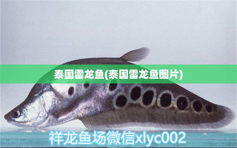 泰国雷龙鱼(泰国雷龙鱼图片) 其它水族用具设备