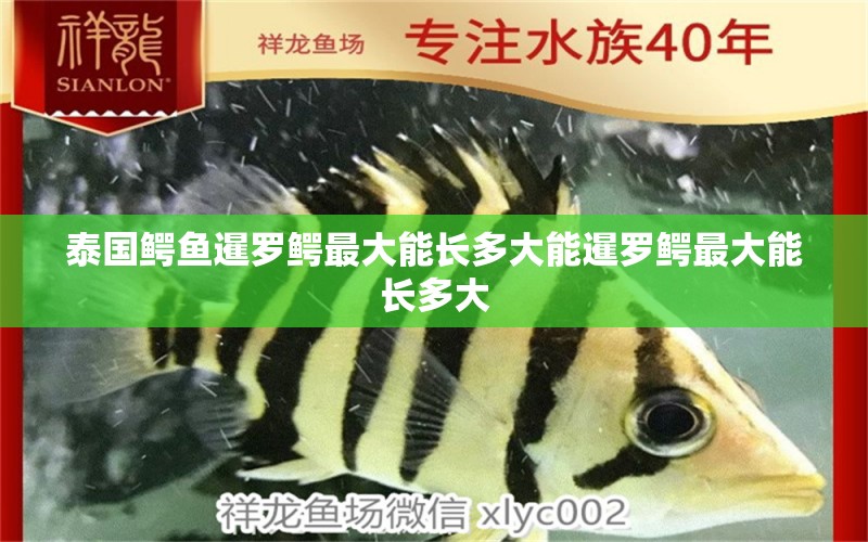 泰国鳄鱼暹罗鳄最大能长多大能暹罗鳄最大能长多大 麦肯斯银版鱼