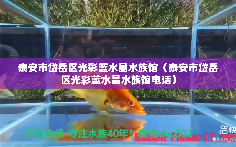 泰安市岱岳区光彩蓝水晶水族馆（泰安市岱岳区光彩蓝水晶水族馆电话）