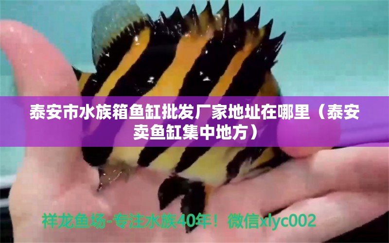 泰安市水族箱鱼缸批发厂家地址在哪里（泰安卖鱼缸集中地方）