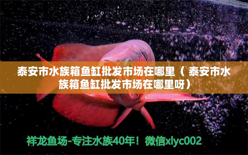 泰安市水族箱鱼缸批发市场在哪里（ 泰安市水族箱鱼缸批发市场在哪里呀）