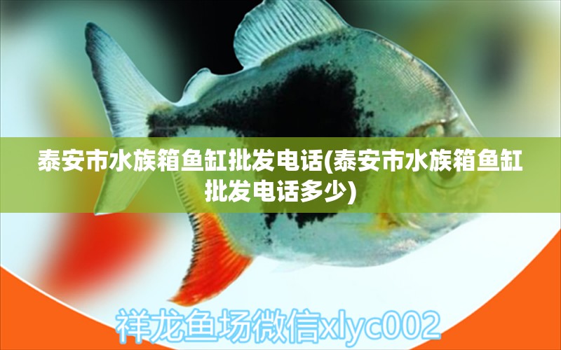 泰安市水族箱鱼缸批发电话(泰安市水族箱鱼缸批发电话多少) 鱼缸/水族箱