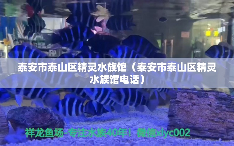 泰安市泰山区精灵水族馆（泰安市泰山区精灵水族馆电话） 全国水族馆企业名录