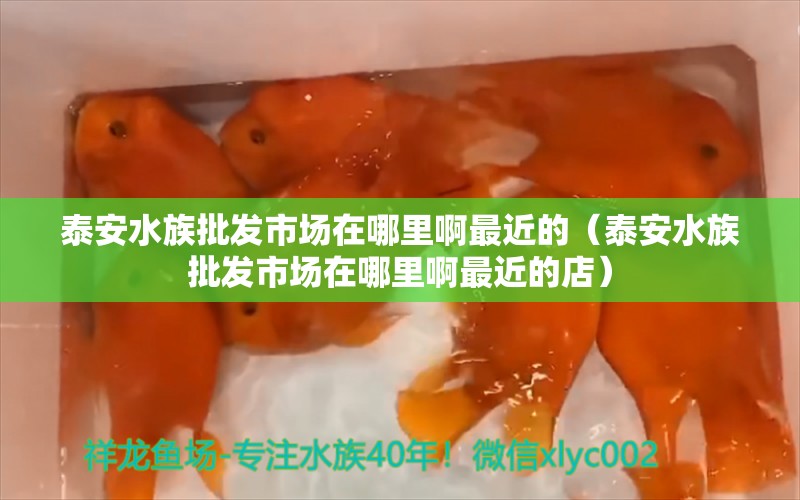 泰安水族批发市场在哪里啊最近的（泰安水族批发市场在哪里啊最近的店）