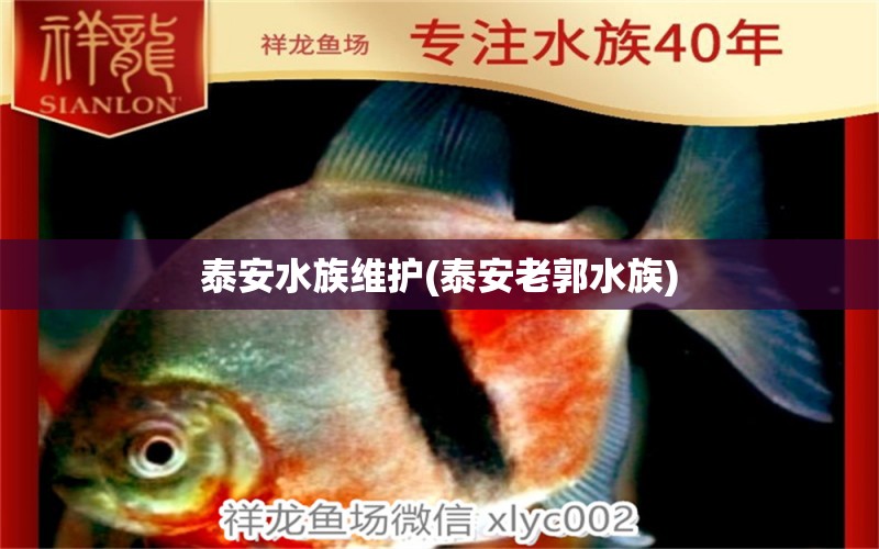 泰安水族维护(泰安老郭水族) 白子银龙苗（黄化银龙苗）