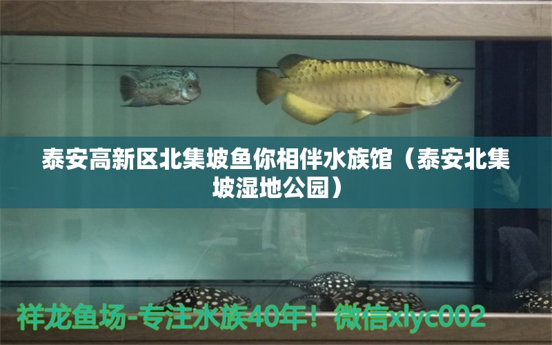 泰安高新区北集坡鱼你相伴水族馆（泰安北集坡湿地公园）